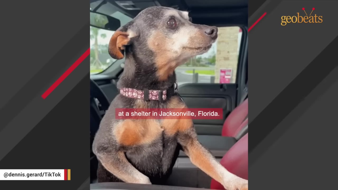 A small black and tan dog wearing a collar sits in the front seat of a car, looking out the window.