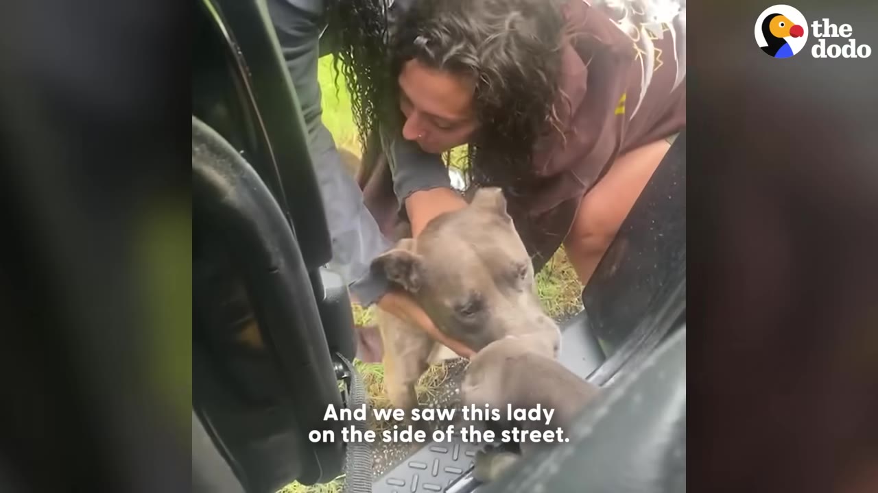 A woman leans out of a car door to gently hold a grey pitbull-type dog found on the side of the road.