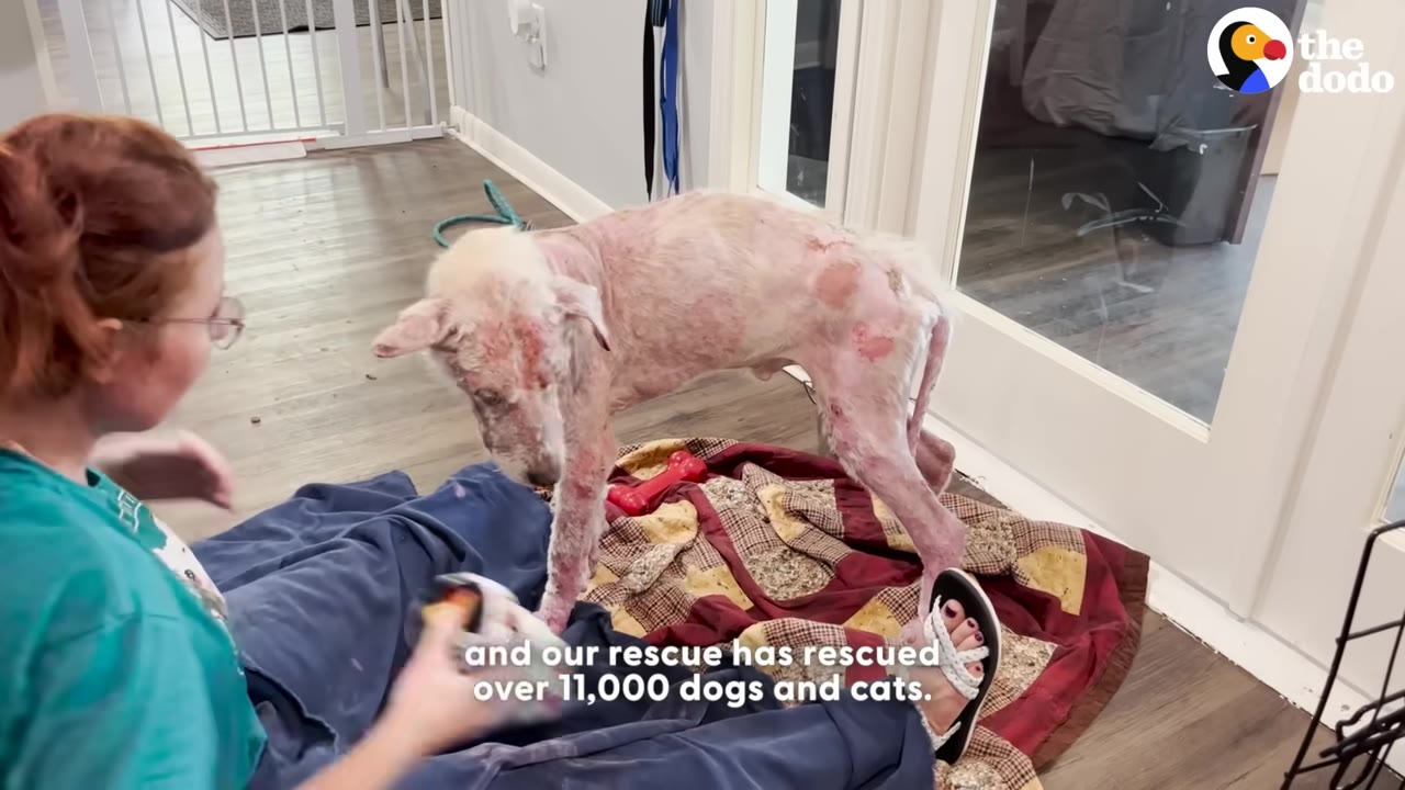 A severely neglected, hairless pink dog with skin lesions stands on a blanket indoors next to a rescuer.