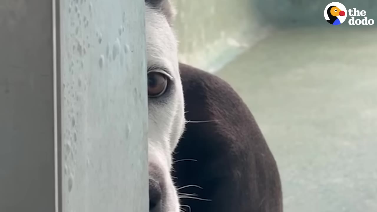 A close-up of a black and white dog peeking timidly from behind a light-colored wall, showing only one eye and part of its face.