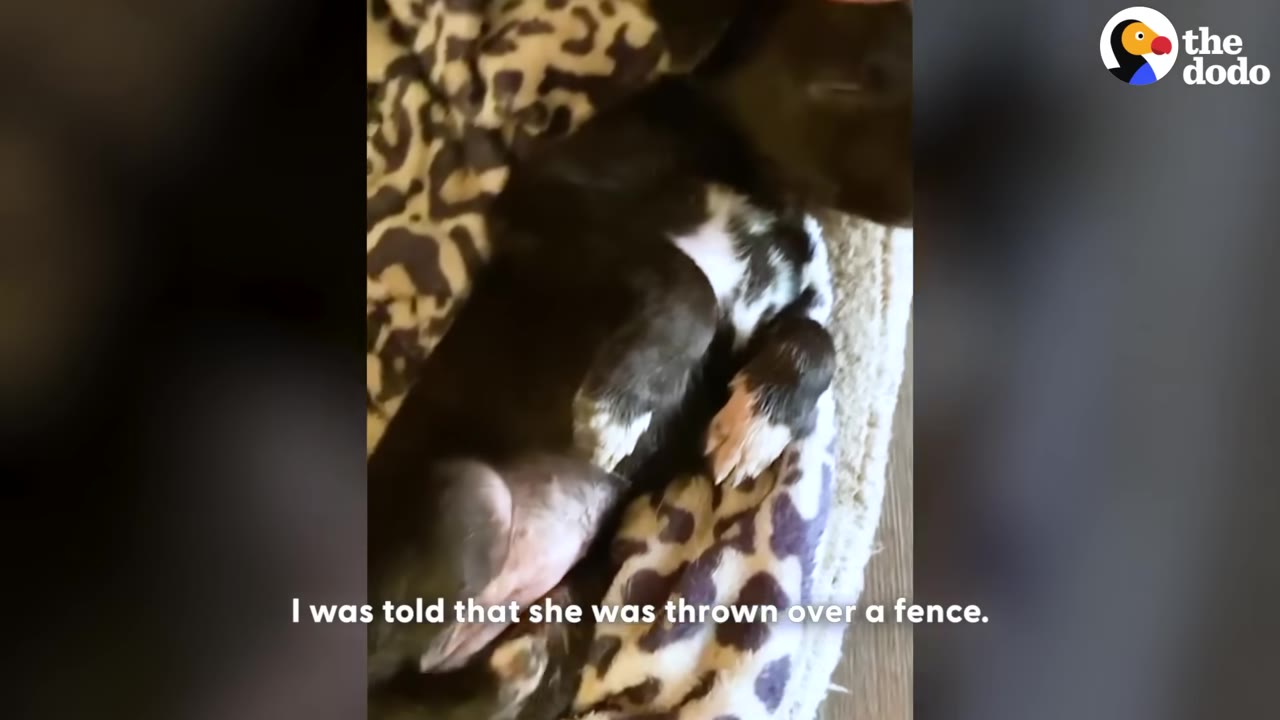 A small black and white puppy lies on a leopard-print blanket with the subtitle 'I was told that she was thrown over a fence.'