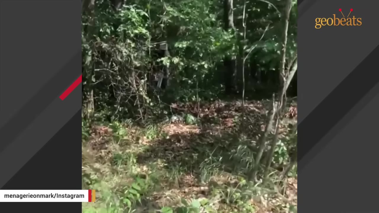 A view of a dense, wooded area with green trees and dry leaves on the ground, representing the rural roadside where Poptart was found.