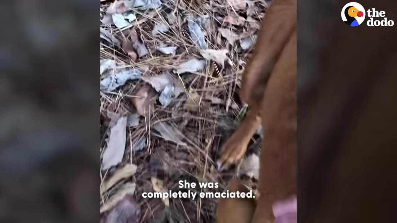 A thin, brown dog stands on dry leaves and pine needles in a wooded area, showing its emaciated frame.