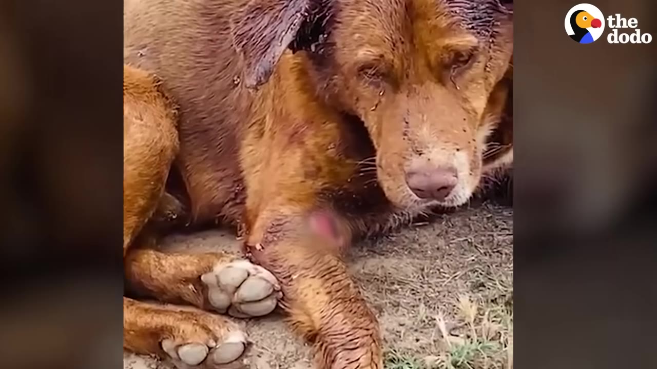An injured brown dog lies on the dry grass and dirt, looking sad and wounded.