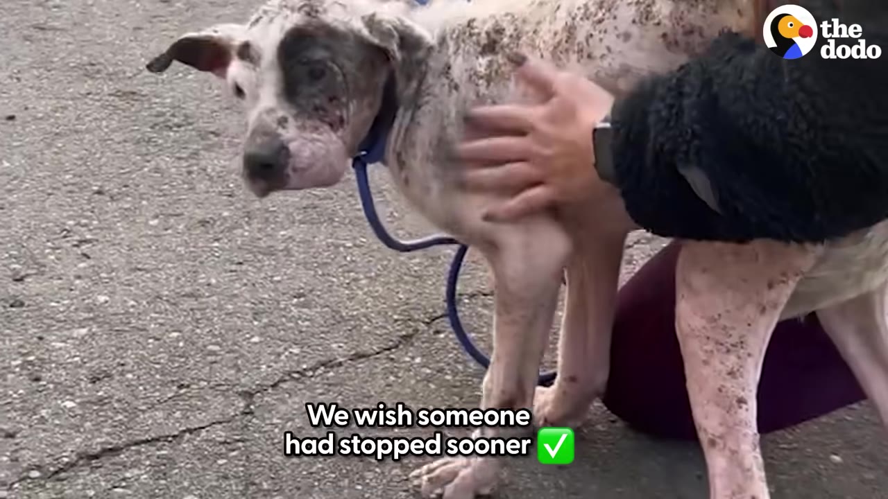 A thin, injured dog with patchy fur and a dark spot over one eye is gently petted by a person on an asphalt street.