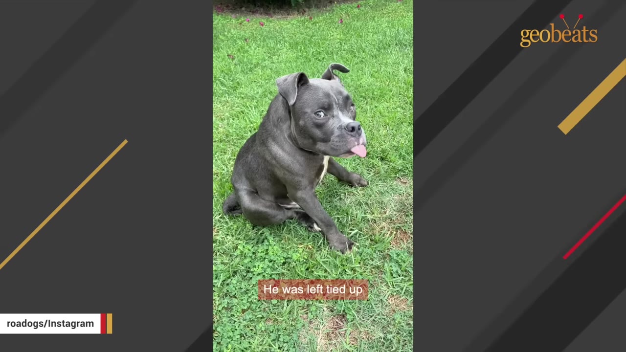 A grey pit bull-type dog sits on a green lawn, looking up with its tongue slightly sticking out.