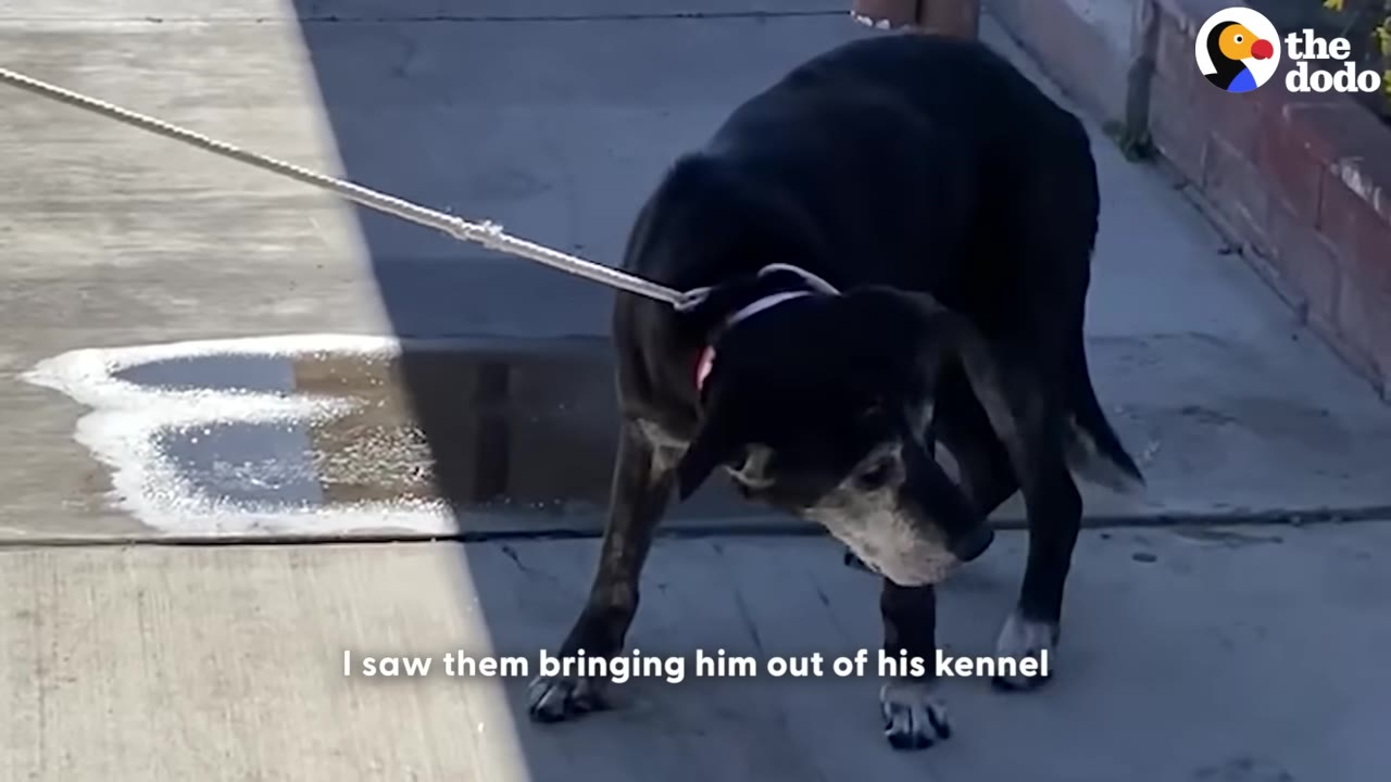 An elderly black dog with a grey muzzle stands hesitantly on a concrete path while being led by a leash, looking down with a confused expression.