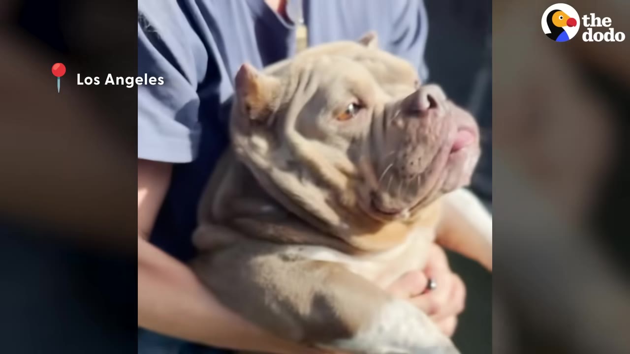 A close-up shot of a tan and white bulldog being held in someone's arms, looking off to the side with wide, anxious eyes.