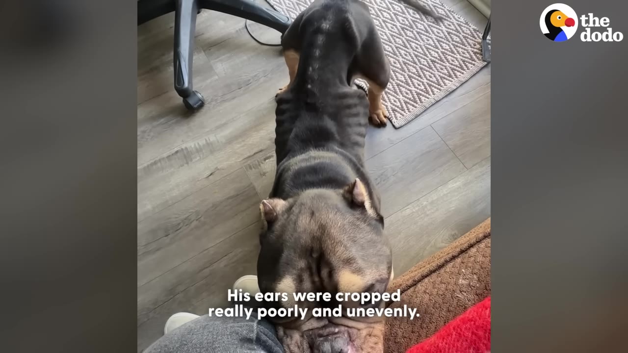 An overhead view of an extremely thin bulldog with its ribs clearly visible, showing its poorly cropped ears as it rests its head near a person's leg.