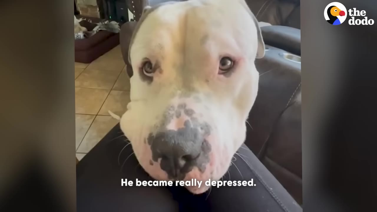 A close-up of a white dog with black spots on his nose looking up with sad, wide eyes, with the text 'He became really depressed.' on the screen.