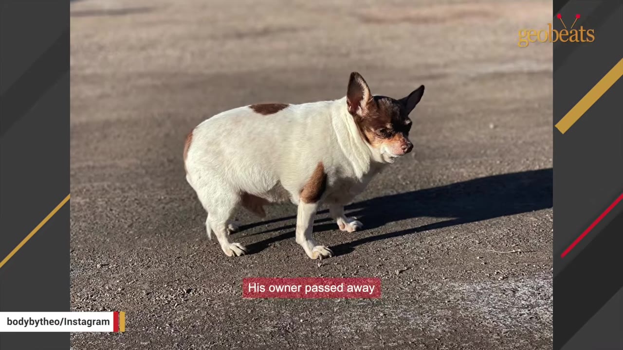 A small, white and brown Chihuahua-mix dog stands alone on a paved surface, looking downcast.