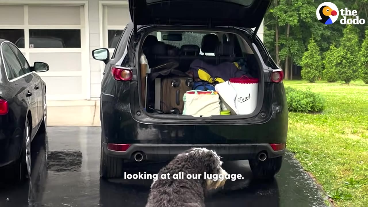A black SUV with its trunk open, packed full of luggage, bags, and a food container, with a fluffy black and white dog looking at it from behind on a wet driveway.