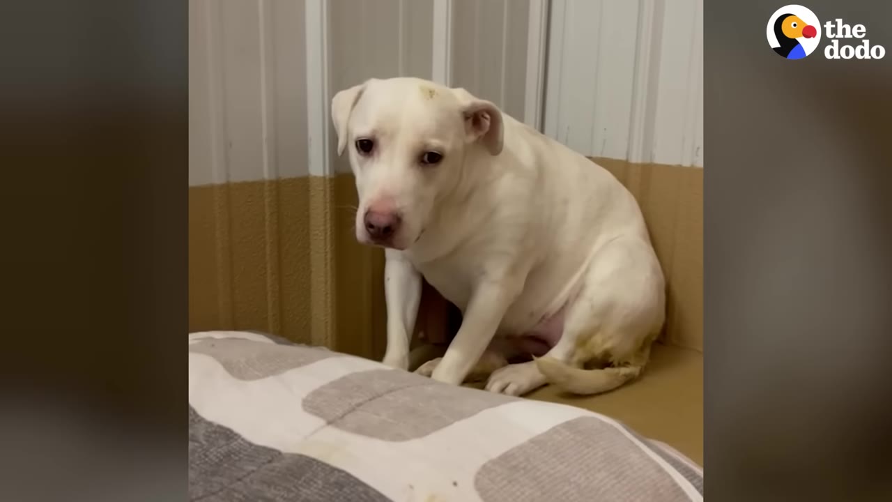 A scared white dog cowering in the corner of a room, looking sad and anxious.