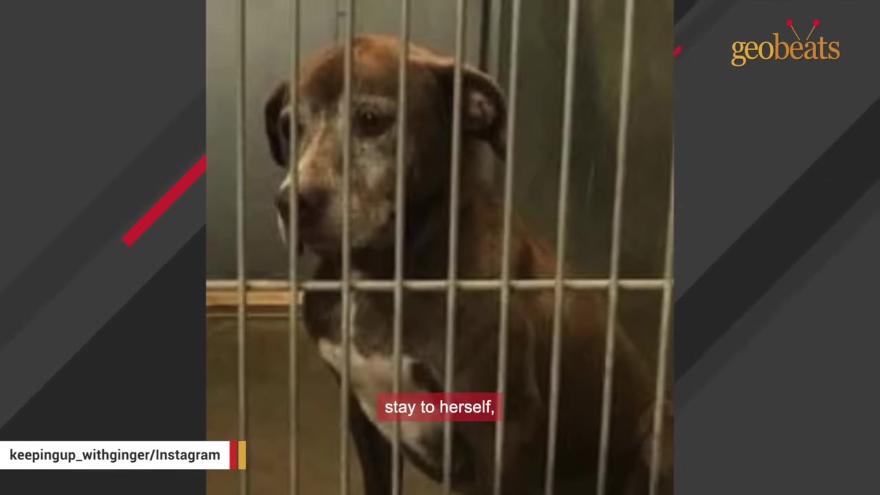 A brown and white dog with a graying face sits behind the metal bars of a shelter kennel, looking sad and timid.
