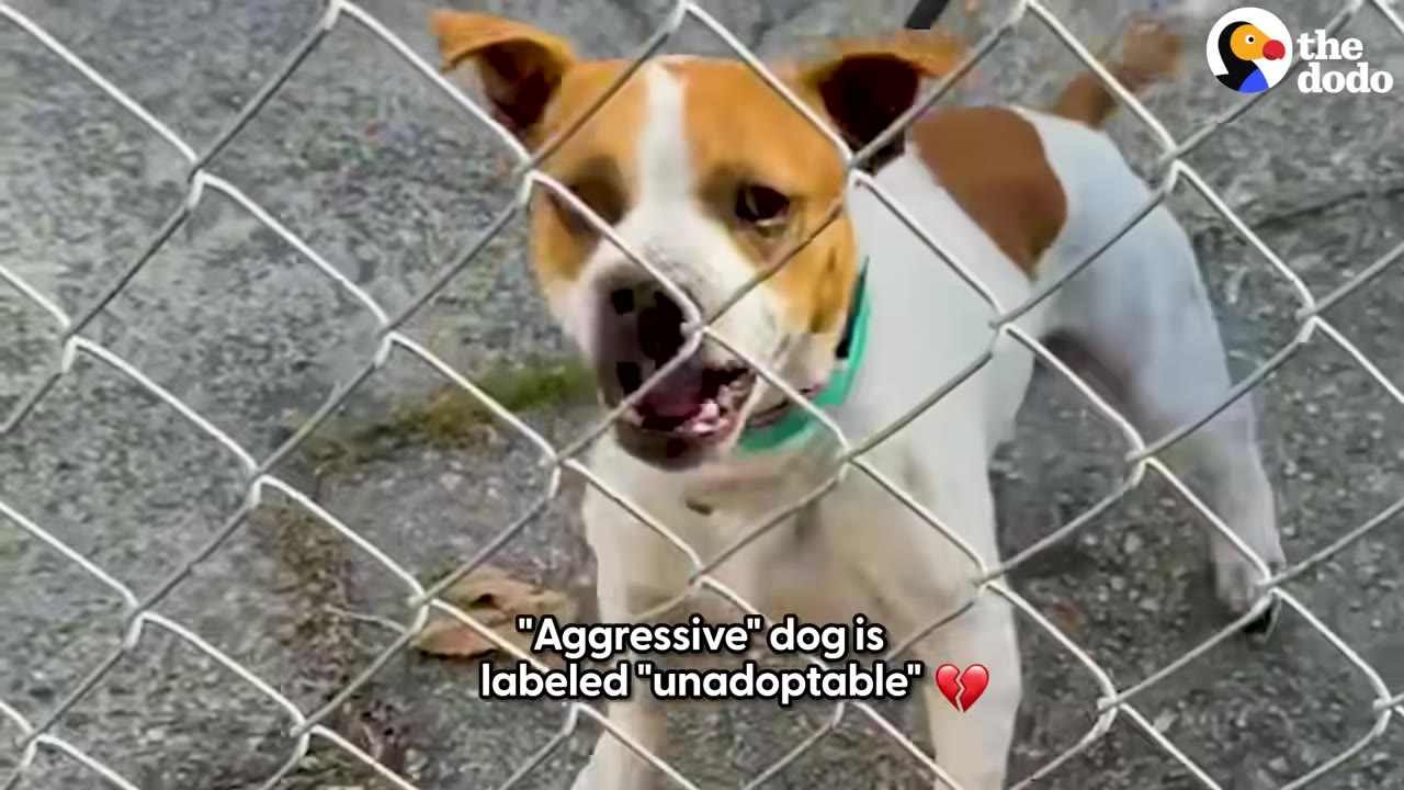 A brown and white dog stands behind a chain-link fence at an animal shelter, looking forward with its mouth open.