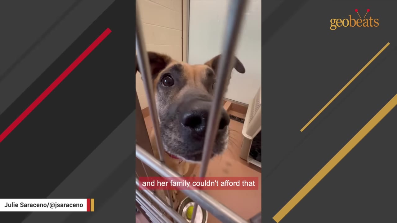 A brown and black dog looks through the metal bars of a kennel door.