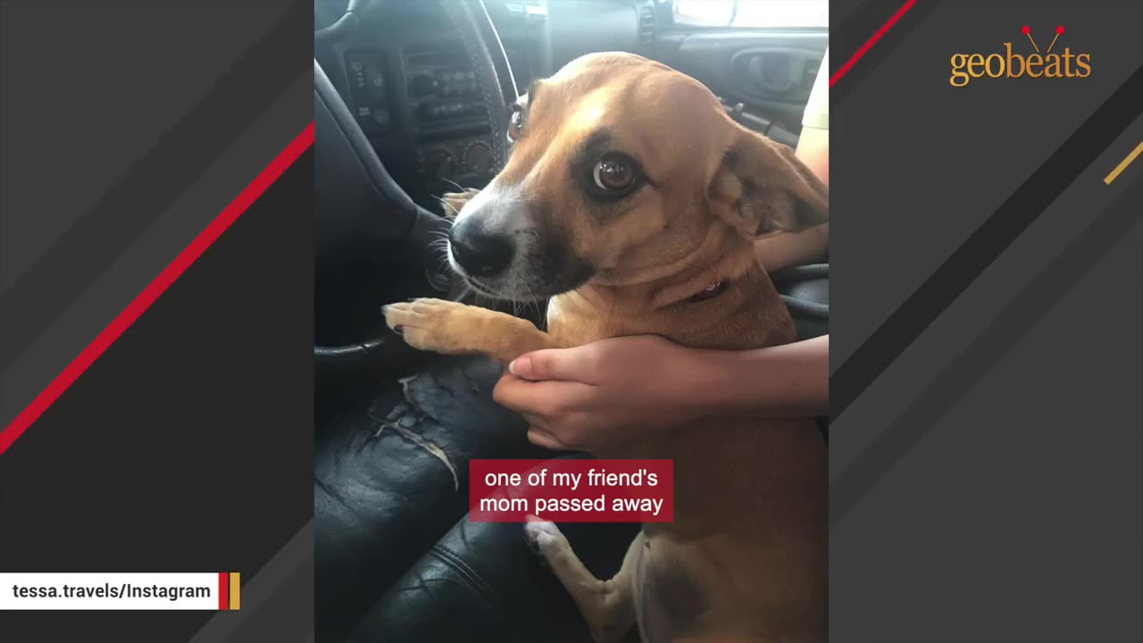 A small brown and white dog sits in a car, looking up with wide eyes as a person's hands gently hold its chest.