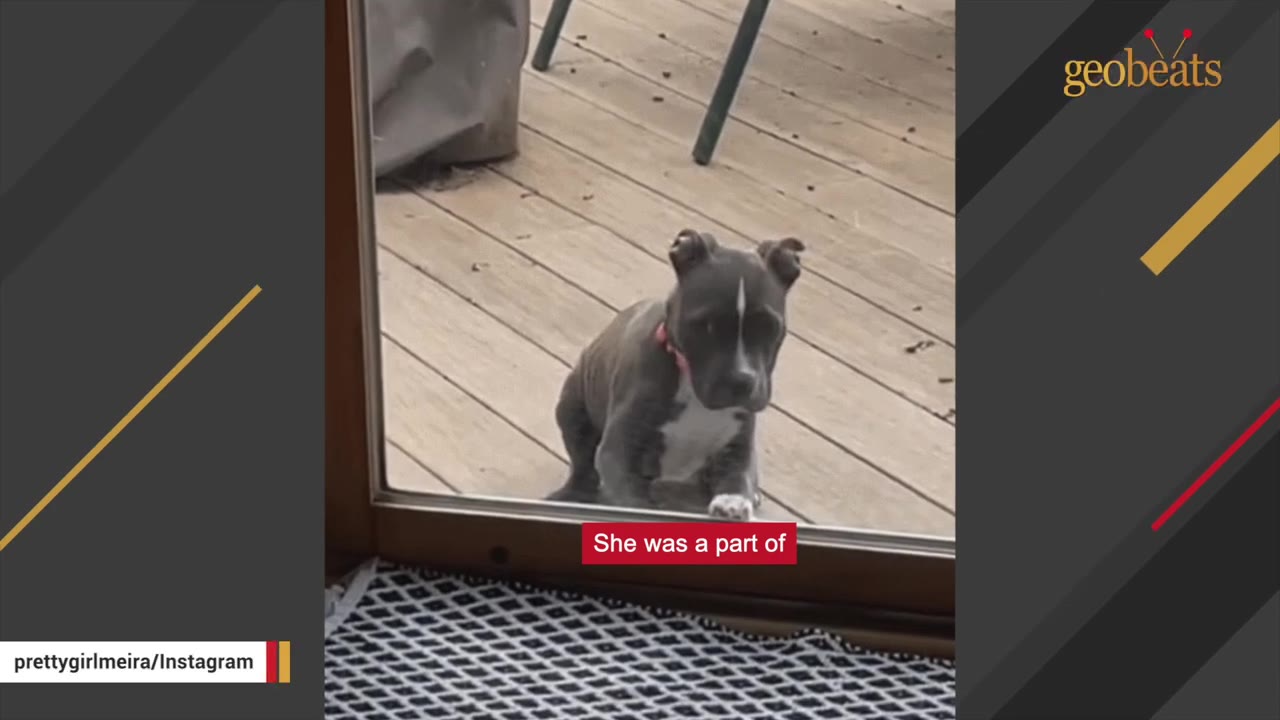 A small grey and white puppy with a pink collar sits outside on a wooden deck, looking sadly through a glass door.