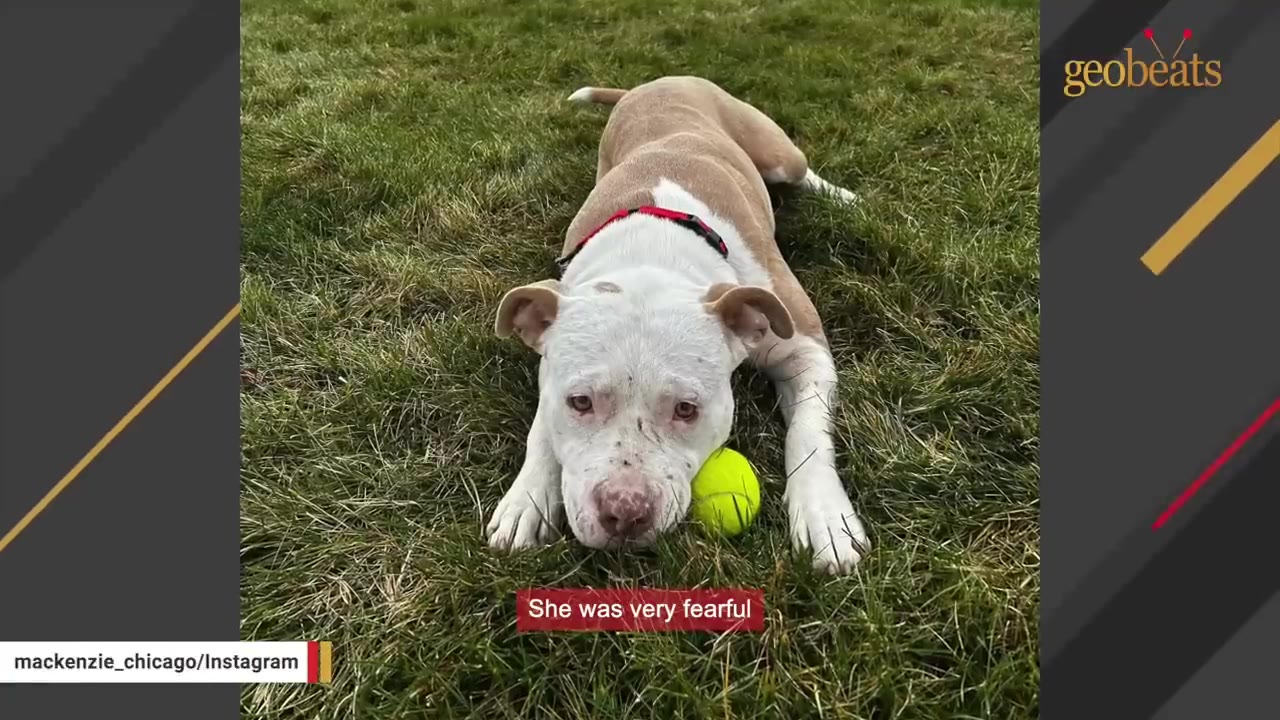 A tan and white dog lying down on the grass with a yellow tennis ball, looking sad and fearful.