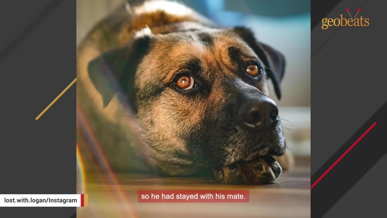 A close-up shot of a sad-looking brown and black dog lying down on the floor, looking up with expressive brown eyes.