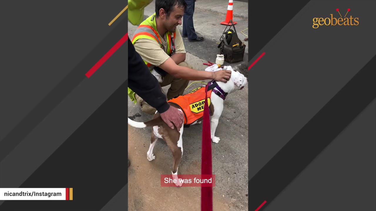 A brown and white dog wearing an orange 'ADOPT ME' vest is petted by a man in a high-visibility vest on a paved street.