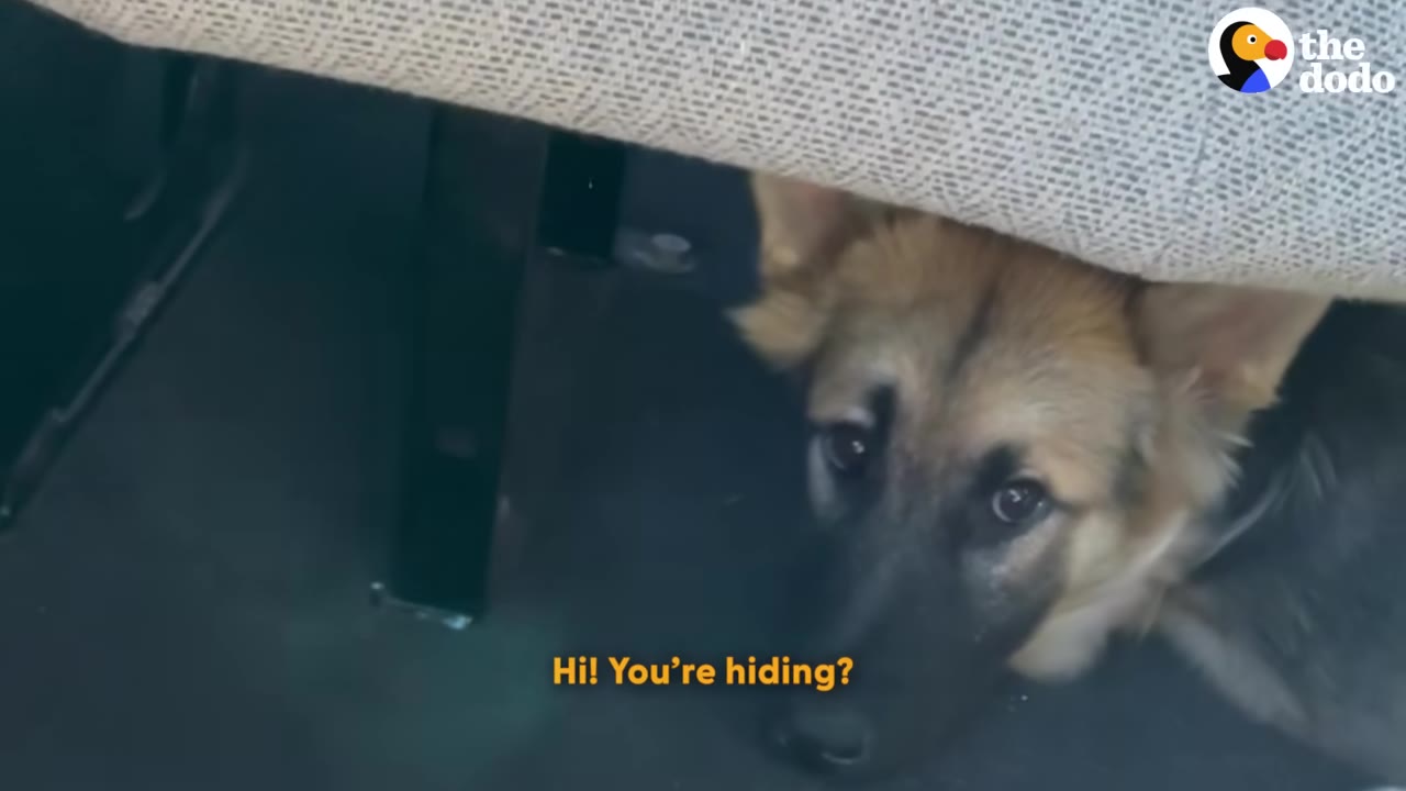 A German Shepherd puppy with wide, sad eyes hides under a seat, looking fearful.