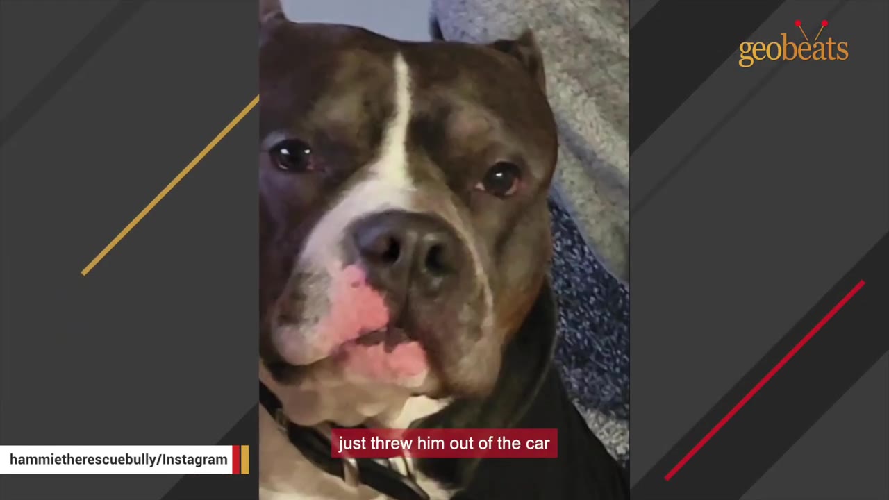 A close-up of a brown and white pit bull-type dog looking directly at the camera with a sad expression.