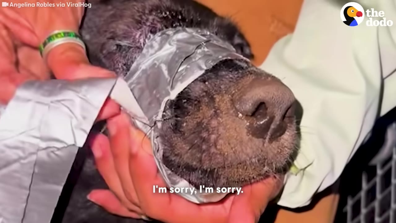 A close-up shot of a dark-furred dog with silver duct tape wrapped tightly around its snout, being gently held by a person's hands.