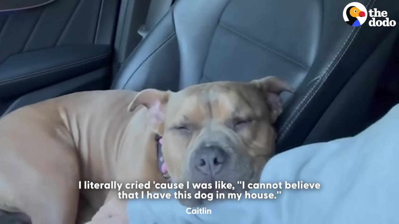 A light brown pit bull-type dog rests its head peacefully on a person's arm while lying in a black leather car seat.