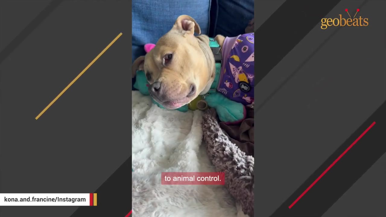 A light brown puppy wearing a purple patterned shirt tilts its head while lying on a white fluffy blanket.