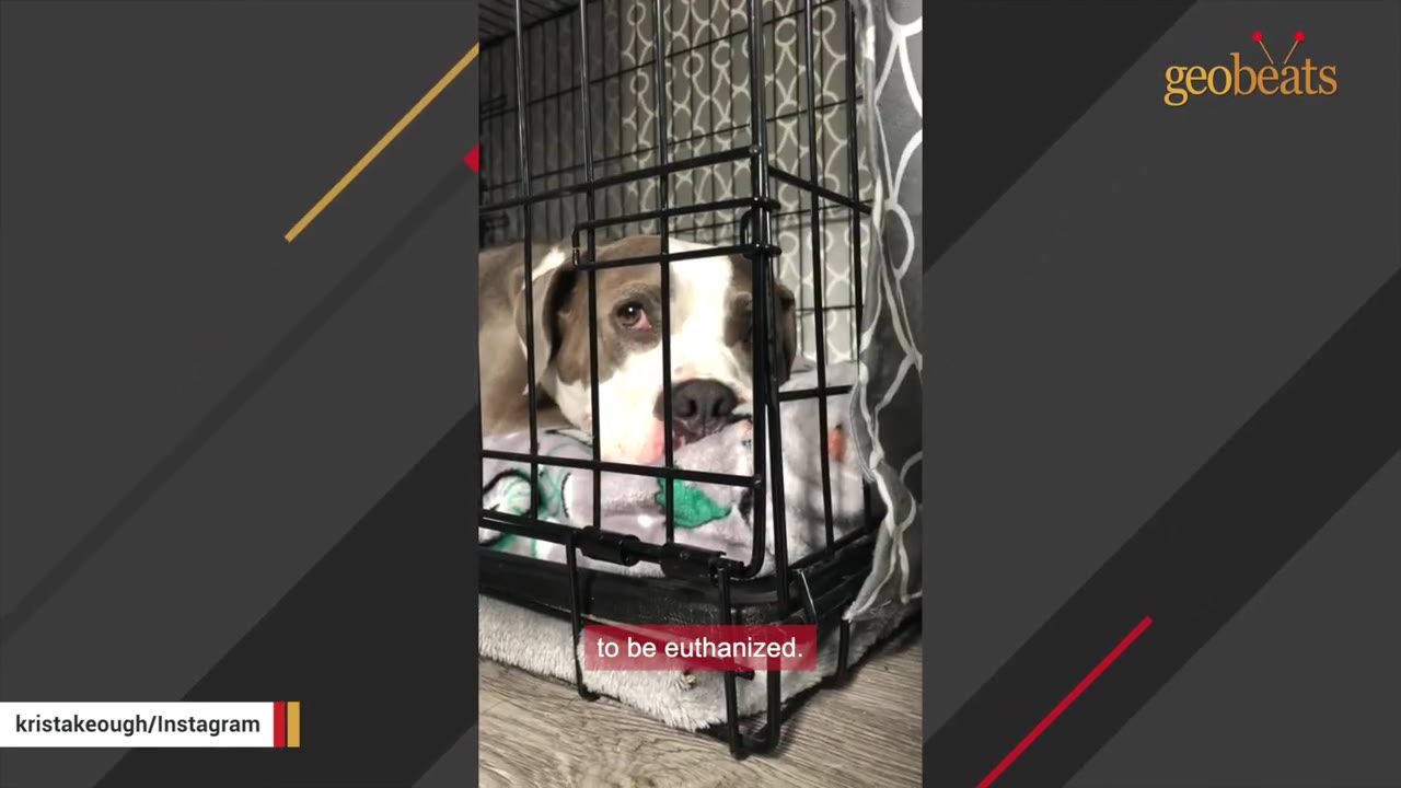 A grey and white dog lies sadly inside a wire crate, looking out through the bars.