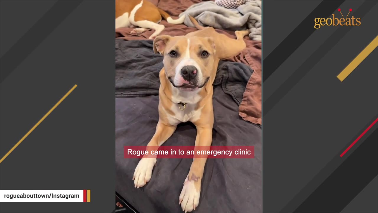 A tan and white pit bull mix named Rogue lies on a dark blanket, looking directly at the camera with a gentle expression.