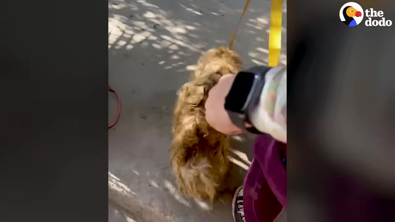 A small dog with heavily matted, dirty brown fur stands on a concrete surface while wearing a yellow leash, as a person's hand reaches out to touch its back.