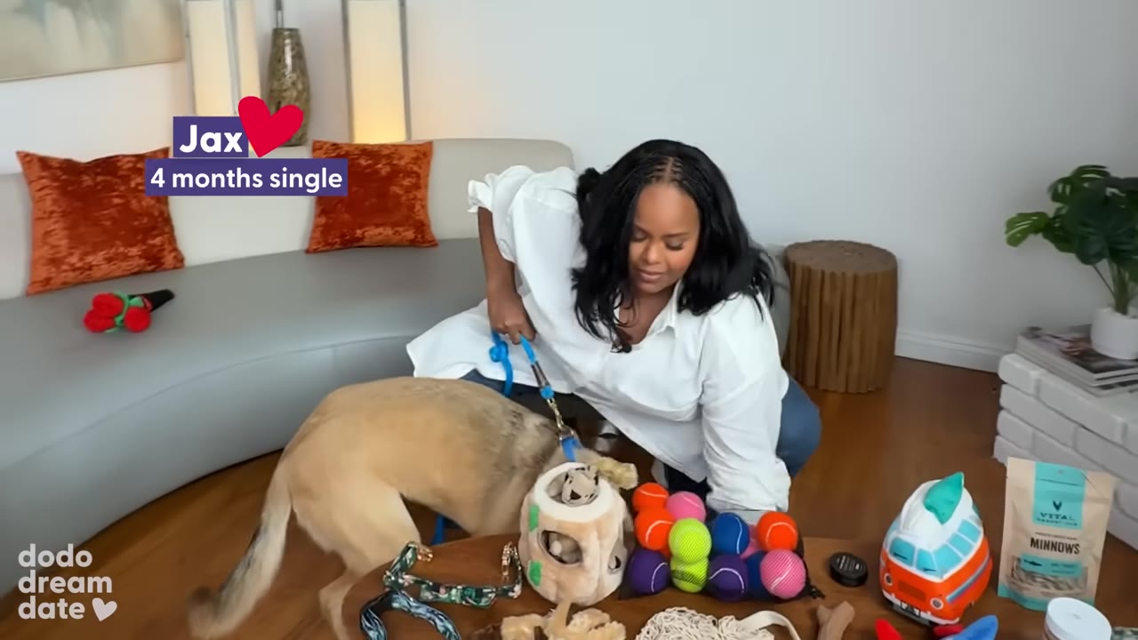 A woman in a white shirt crouches next to a tan dog named Jax, who is sniffing a plush toy on a coffee table filled with dog toys, with a graphic overlay reading 'Jax 4 months single'.