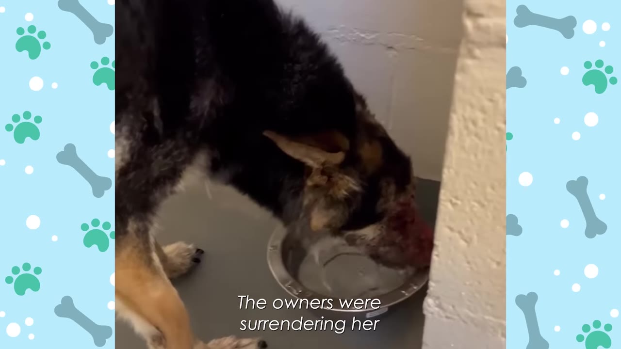 A German Shepherd mix with a severely injured, bloody snout drinks water from a metal bowl in a shelter kennel.