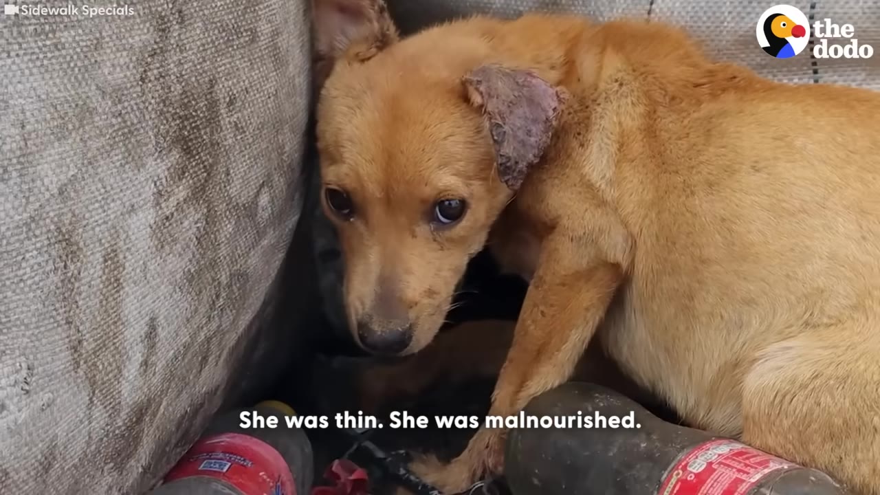 A close-up of a small, thin brown dog with a damaged ear looking timidly at the camera while huddled in a tight space.