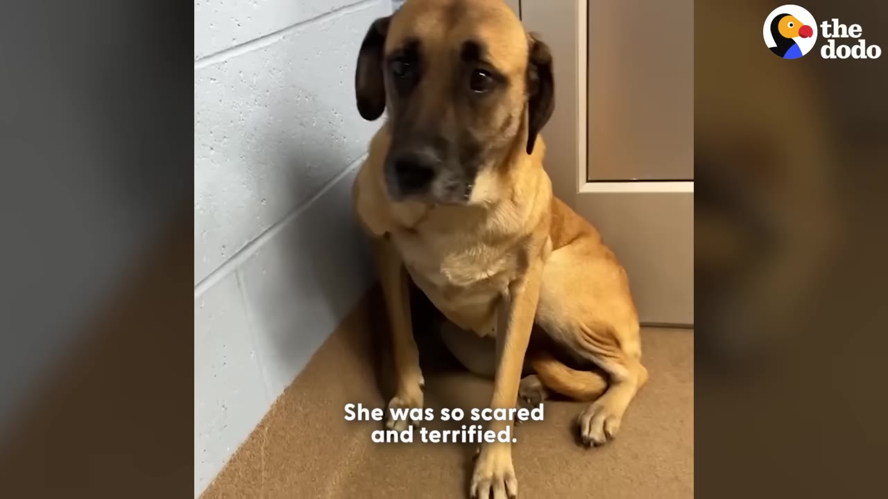 A tan dog with a black muzzle sits huddled in a corner, looking up with wide, sad eyes.