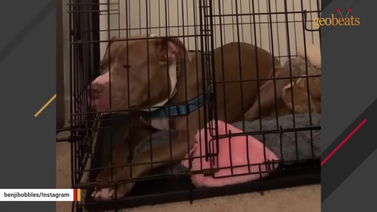 Pennsylvania Dog Is Used And Passed Around For Years, But This Time Even The Rescue Has No Room For Him