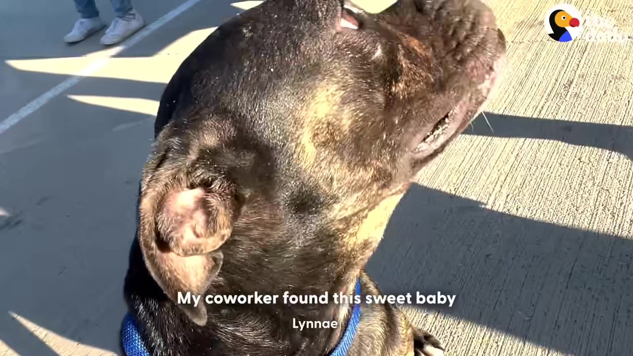 A close-up shot of a dark brindle dog looking up while sitting on a concrete surface outdoors.