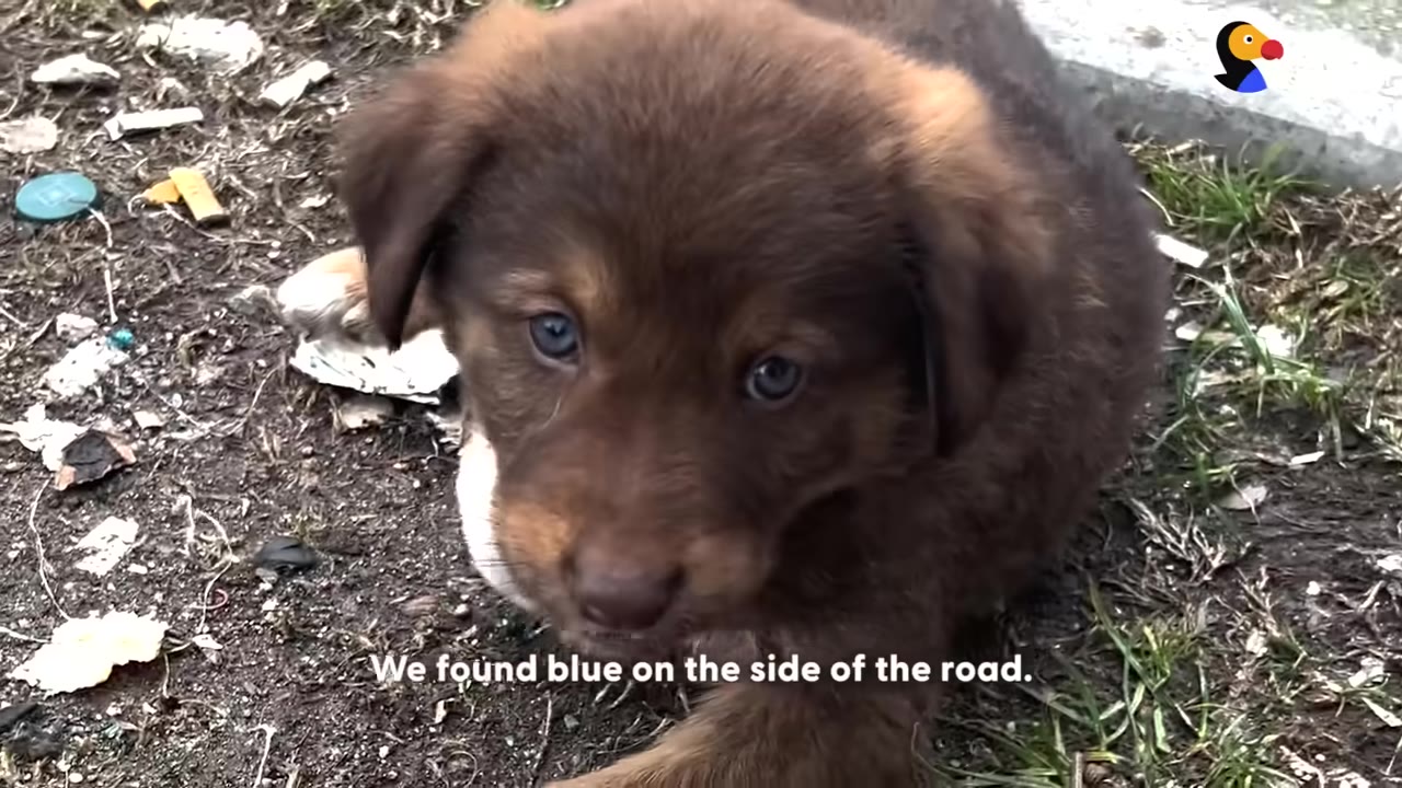 A close-up shot of a small brown puppy with blue eyes sitting on dirt and litter on the side of the road.