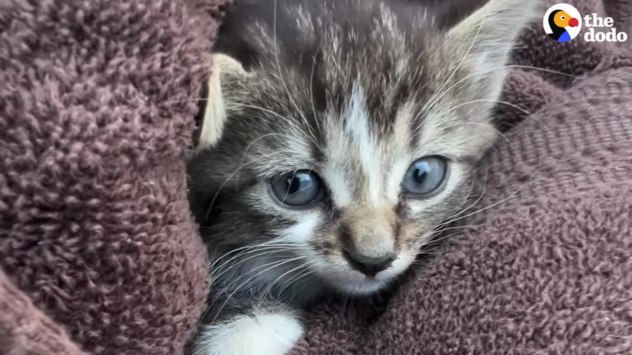 A close-up of a small, wide-eyed tabby kitten wrapped snugly in a brown towel.
