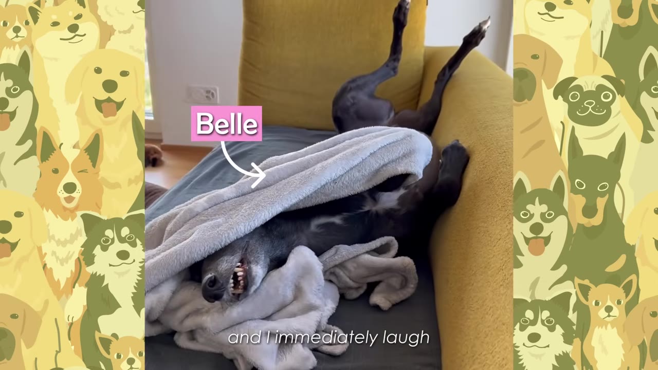 A greyhound named Belle lies upside down on a grey sofa, wrapped in a light grey blanket, showing a goofy grin with her teeth visible.