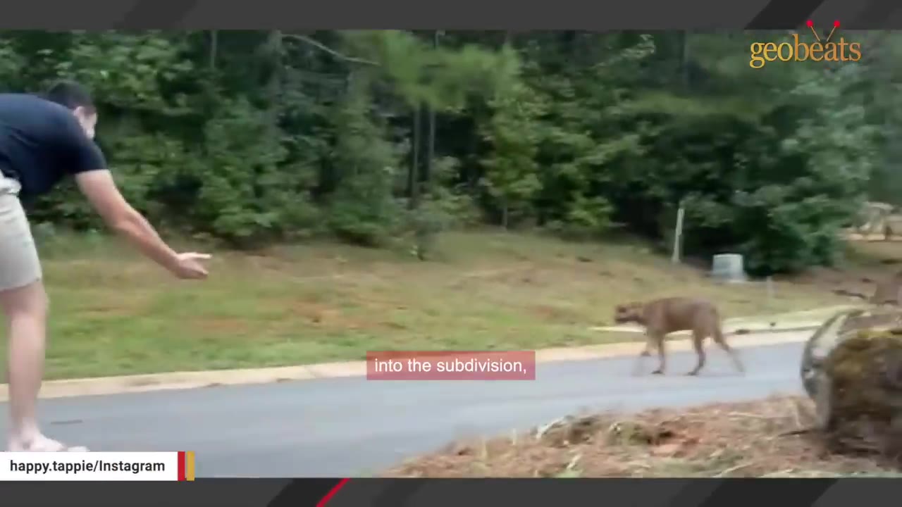A man in a black t-shirt and shorts reaches out his hand toward a brown dog walking on a paved road in a subdivision with trees in the background.