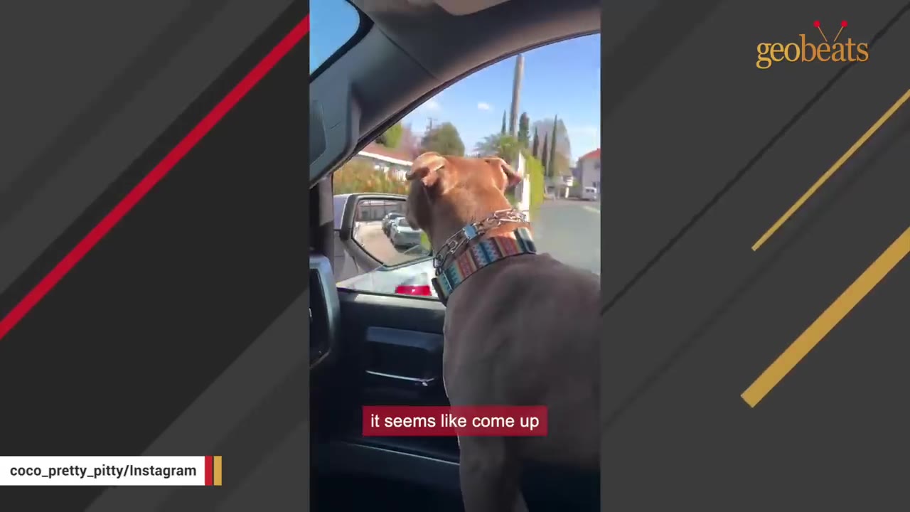 A brown dog wearing a colorful collar looks out the open window of a moving car.