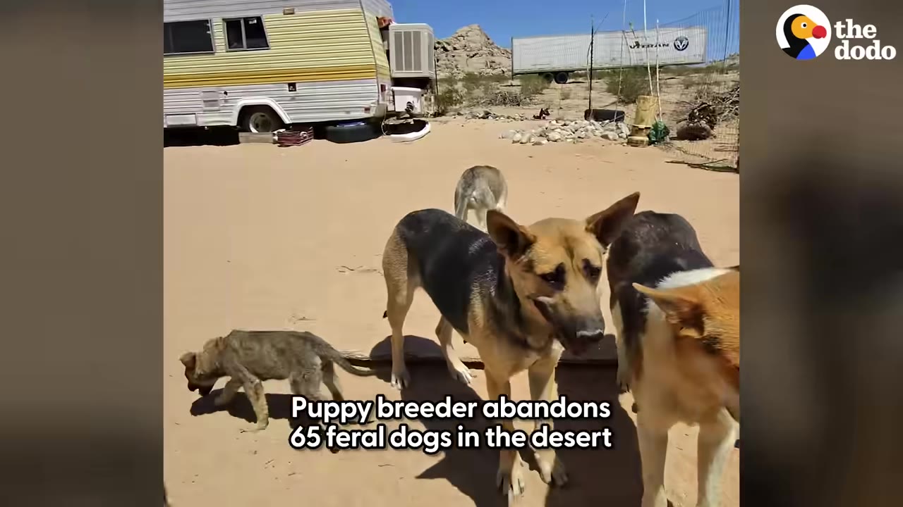 Several dogs, including a German Shepherd mix and a small puppy, stand on the sandy ground of a desert property with a trailer in the background.
