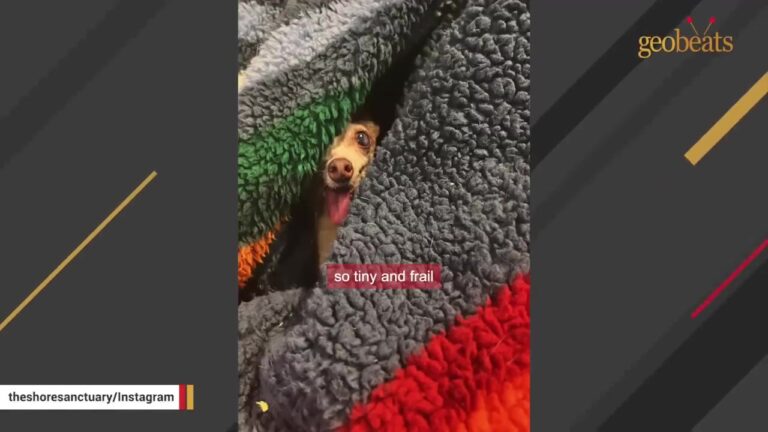 California Senior Dog Was Running Out Of Time At The Shelter Because She Wouldn’t Let Anyone Touch Her