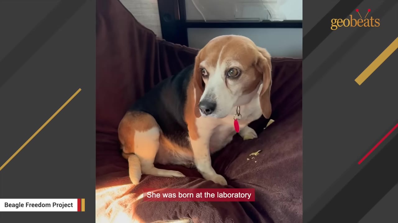 A tricolor beagle with sad eyes sits on a brown cushion, with a subtitle reading 'She was born at the laboratory'.