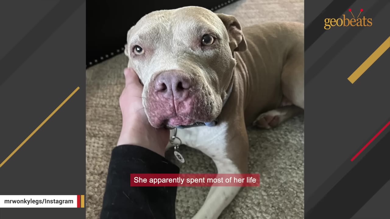 A close-up of a light brown pit bull-type dog resting its chin in a person's hand, looking directly at the camera with gentle eyes.