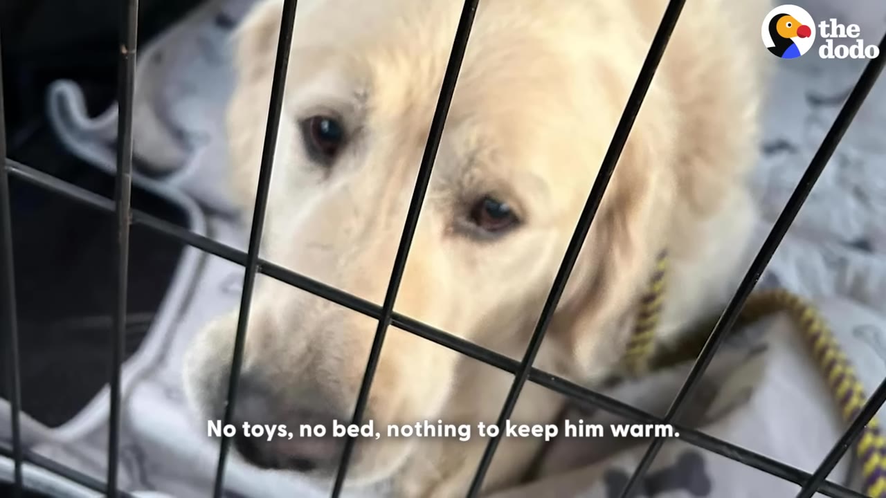 A close-up of a light-colored dog looking up with sad eyes from behind the black metal bars of a crate.