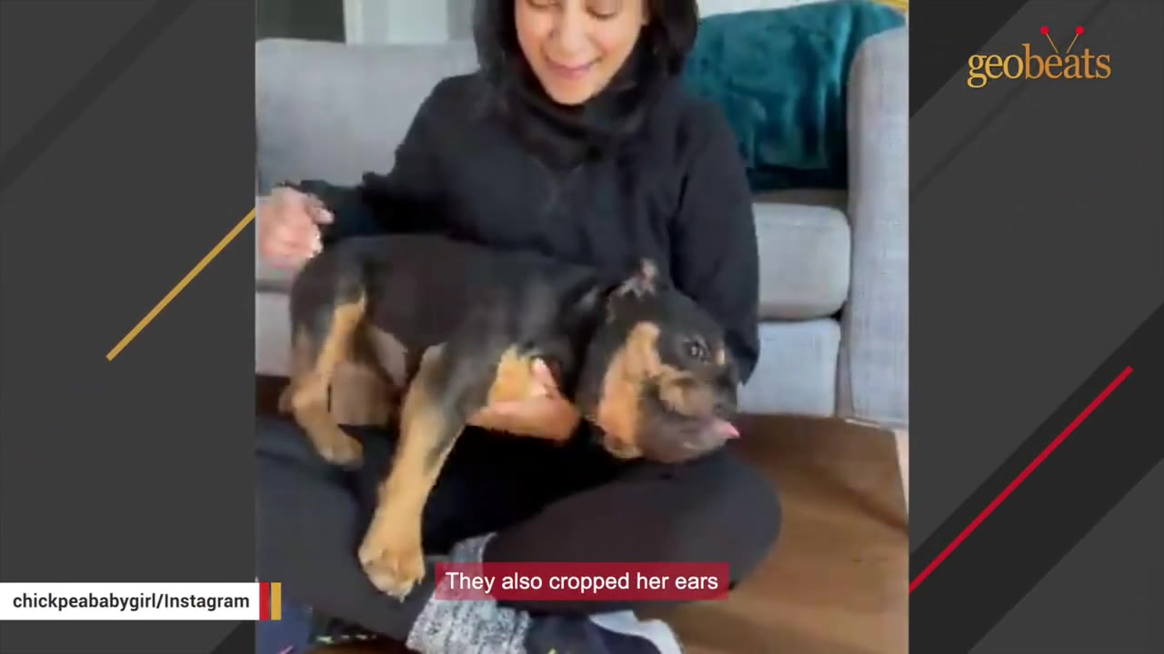 A woman sits on the floor holding a black and tan dog with cropped ears on her lap.